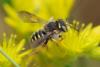 Anthidium oblongatum